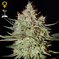 Green House Seeds K-Train Feminized