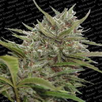 Paradise Seeds Auto Whiteberry Feminized