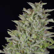 Don Wedding Cake - Feminized - Don Avalanche Seeds