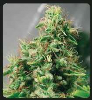 De Sjamaan - Master Haze Regular