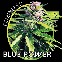 Vision Seeds Blue Power Feminized