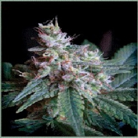 Sweet Seeds Cream Caramel Feminized