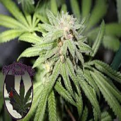 SILVER LINE Purple Punch BX - Regular - Purple Caper Seeds