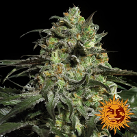 Barney's Farm Seeds Peyote Cookies Feminized