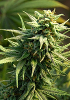 Big Head Seeds Buzz ’n’ Smiles Feminized