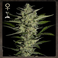 Strain Hunters Seeds Flowerbomb Kush Feminized