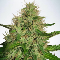 Ministry of Cannabis Seeds Cannabis Light Feminized