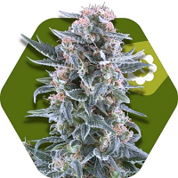 Zambeza Seeds Blueberry Auto Feminized