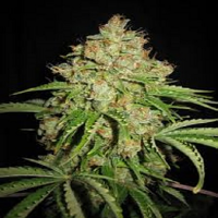 Bulk Seeds Auto White Moscow Feminized