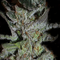 Kera Seeds LA Widow Feminised 