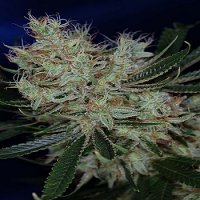 TGA Subcool Seeds Jack The Ripper Regular