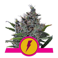 North Thunderfuck – Feminized – Royal Queen Seeds