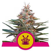 Shogun - Feminized - Royal Queen Seeds