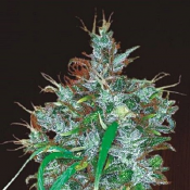 Panama Haze - Feminized - Ace Seeds