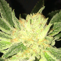 Dankhunters Seed Co ODV-Z Regular