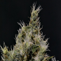 CBD Seeds Vanilla Haze Feminized