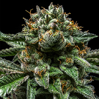 Ripper Seeds Chempie Feminized