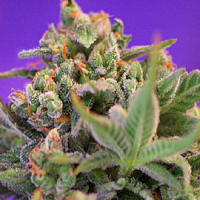 Sweet Seeds Sweet Cheese Feminized   