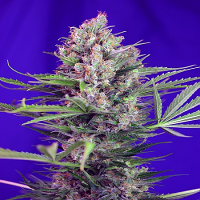 Sweet Seeds Cream Mandarine F1 Fast Version Feminized