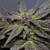 Wedding Cake - Feminized - Medicann Seeds