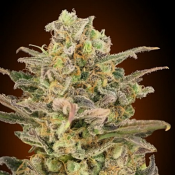 Somango Glue - Feminized- Advanced Seeds