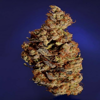 Soma Seeds Somari Feminised