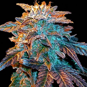 Auto Gelato - Feminized - Female Seeds