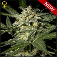 Green House Seeds White Widow Auto Feminized
