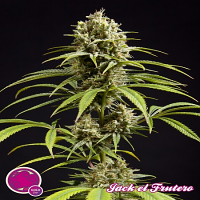 Philosopher Seeds Jack El Frutero Feminized
