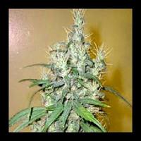 Next Generation Seeds Romulan Cheese Regular