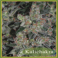 Mandala Seeds Kalichakra Regular