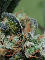 Female Seeds Blueberry Cheesecake Feminized