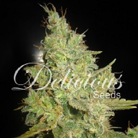 Delicious Seeds Critical Kali Mist Feminized