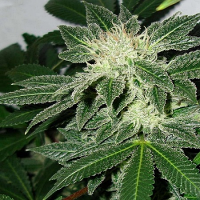 BCN Little Boy - Feminized - BlimBurn Seeds