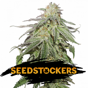 Cookies and Cream Auto - Feminized - Seed Stockers