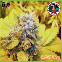 Big Buddha Seeds Cheese Dawg Feminized