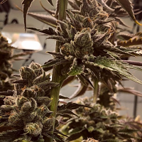 Masonrie Seeds Lit in Las Vegas Regular