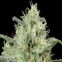 Kera Seeds Critical Auto Feminized
