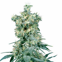 American Dream – Regular – Sensi Seeds