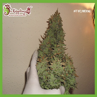 Dr Krippling Seeds Smokin' Gun Auto Feminized