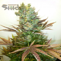 Flash Seeds Stitch's Love Potion Auto Feminised