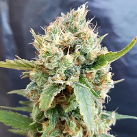 Bulk Exclusive Seeds Nicole Kush Feminized