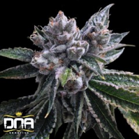 El Fuego Auto – Feminized – DNA Genetics