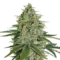 Seed Stockers Seeds Super Skunk Feminized