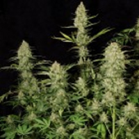 Paradise Seeds Delahaze Feminised