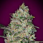 Bubble Gum Fast - Feminized - OO Seeds