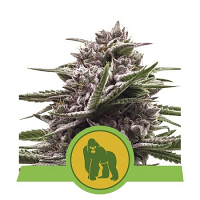 Royal Gorilla Auto – Feminized – Royal Queen Seeds