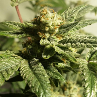 Purple Caper Seeds GG. BX Regular