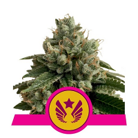 Legendary Punch – Feminized – Royal Queen Seeds