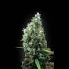BlimBurn Seeds Tijuana Feminized